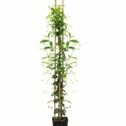 Jasmin Etoilé Ou Trachelospermum Jasminoides -Garden Supplies Sales Shop 8462 trachelospermum jasmino des c3l fleuri t1000