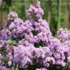 Lagerstroemia INDIYA CHARMS ® CAMAÏEU D'ETE ® 'Indycam' Ou Lilas Des Indes Rose Pastel 1 Lagerstroemia INDIYA CHARMS ® CAMAÏEU D'ETE ® 'Indycam' Ou Lilas Des Indes Rose Pastel -Garden Supplies Sales Shop 8470 lagerstroemia indiya charms camaieu d ete indycam sapho t1000