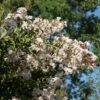 Lagerstroemia INDIYA CHARMS ® NEIGE D'ETE ® Ou Lilas Des Indes Blanc -Garden Supplies Sales Shop 8473 8474 lagerstroemia indiya charms neige d ete buisson sapho t1000