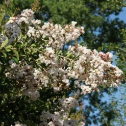Lagerstroemia INDIYA CHARMS ® NEIGE D'ETE ® Ou Lilas Des Indes Blanc
