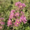 Lagerstroemia Indica Ou Lilas Des Indes Rose Indien