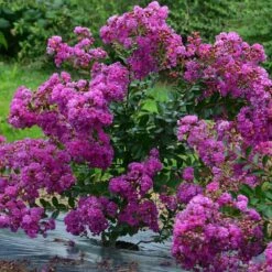 Lagerstroemia INDIYA CHARMS ® VIOLET D'ETE ® 'Indyvio' Ou Lilas Des Indes Violet -Garden Supplies Sales Shop 8481 8482 lagerstroemia indiya charms violet d ete indyvio sapho t1000
