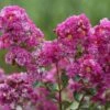 Lagerstroemia INDIYA CHARMS ® VIOLET D'ETE ® 'Indyvio' Ou Lilas Des Indes Violet