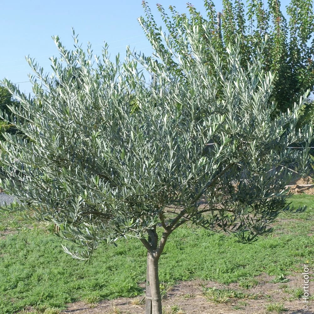 Olivier ½ Tige Ou Olea Europaea 4 Olivier ½ Tige Ou Olea Europaea - Image 2