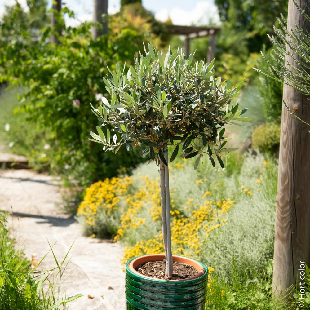 Olivier ½ Tige Ou Olea Europaea 3 Olivier ½ Tige Ou Olea Europaea