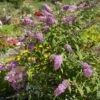 Arbre Aux Papillons, Buddleia Ou Buddleja Davidii ‘Pink Delight’ -Garden Supplies Sales Shop 8498 arbre aux papillons buddleia ou buddleja davidii pink delight t1000