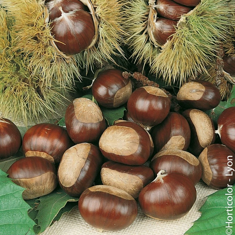 Châtaignier Ou Castanea Sativa 'Marigoule' 3 Châtaignier Ou Castanea Sativa 'Marigoule'