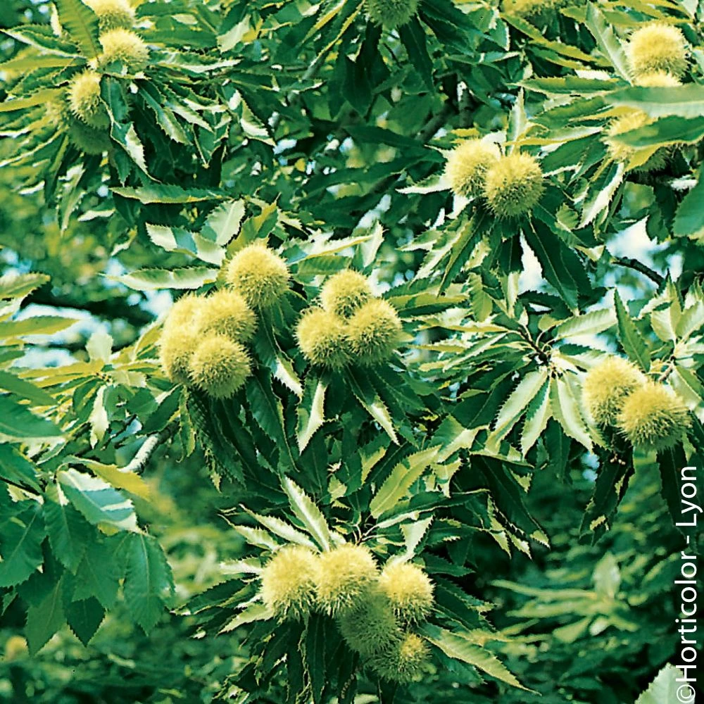 Châtaignier Ou Castanea Sativa ‘Bouche De Bétizac’ 4 Châtaignier Ou Castanea Sativa ‘Bouche De Bétizac’ - Image 2