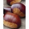 Châtaignier Ou Castanea Sativa ‘Bouche De Bétizac’ 1 Châtaignier Ou Castanea Sativa ‘Bouche De Bétizac’ -Garden Supplies Sales Shop 8504 chataignier bouche de b tizac t1000