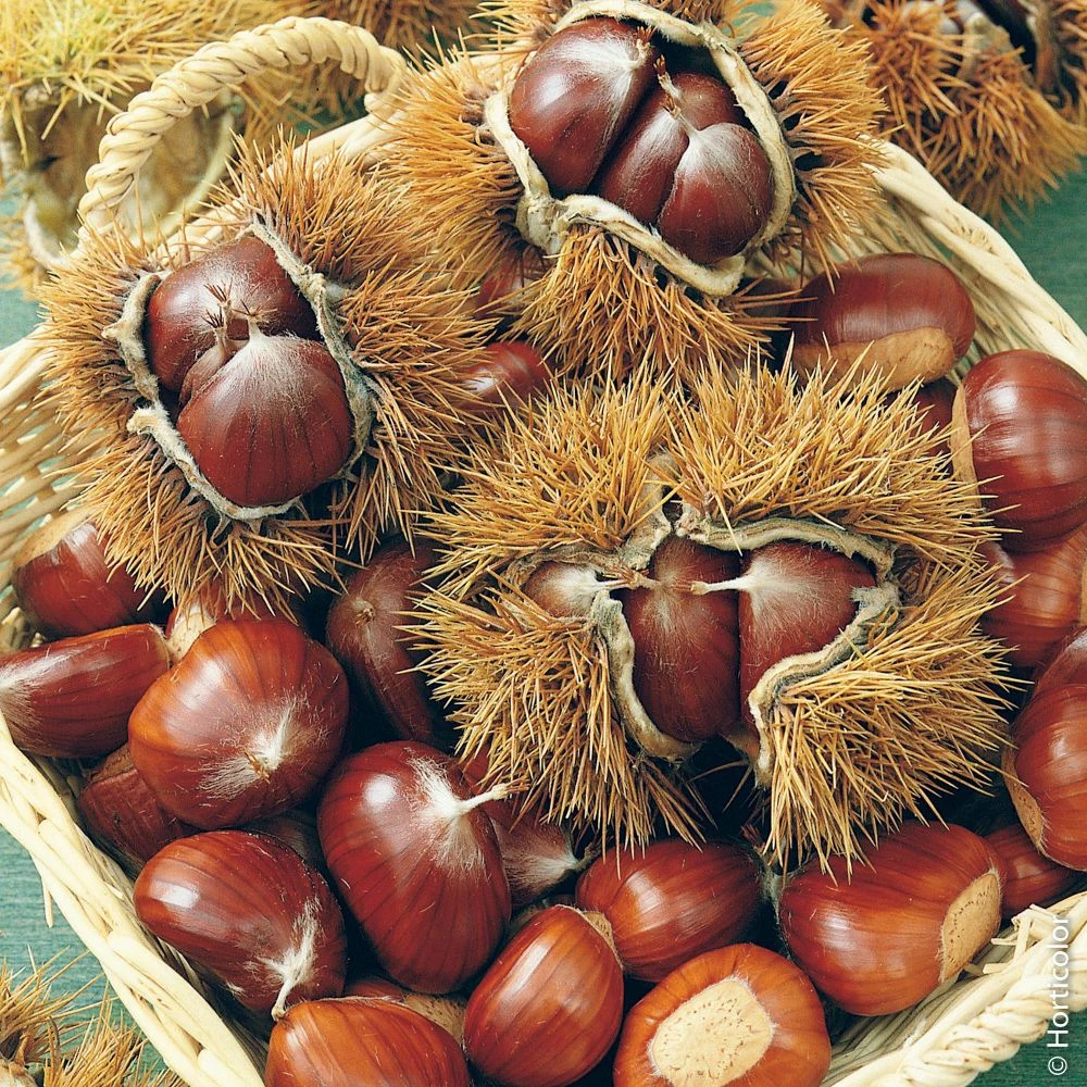 Châtaignier Ou Castanea Sativa ‘Marron De Lyon’ 2 Châtaignier Ou Castanea Sativa ‘Marron De Lyon’