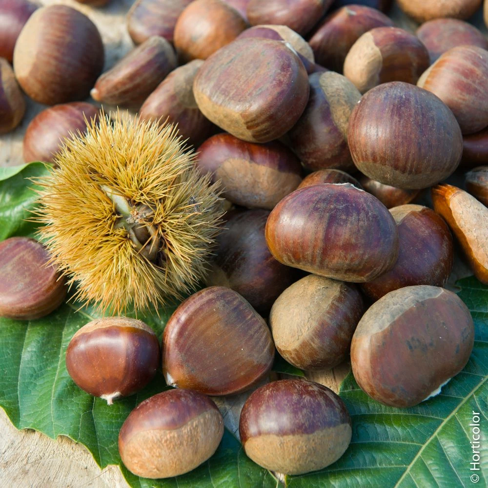 Châtaignier Ou Castanea Sativa ‘Comballe’ 3 Châtaignier Ou Castanea Sativa ‘Comballe’