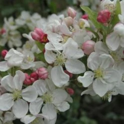Pommier à Fleurs Ou Malus X PERPETU ® 'Evereste'