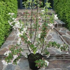 Pommier à Fleurs Ou Malus X PERPETU ® 'Evereste' -Garden Supplies Sales Shop 8510b c12l pommier fleurs perpetu evereste t1000