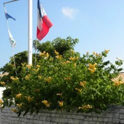 Bignone Jaune Ou Campsis Radicans 'Yellow Trumpet' 5 Bignone Jaune Ou Campsis Radicans 'Yellow Trumpet' -Garden Supplies Sales Shop 8514a bignone jaune ou campsis radicans yellow trumpet travers t1000