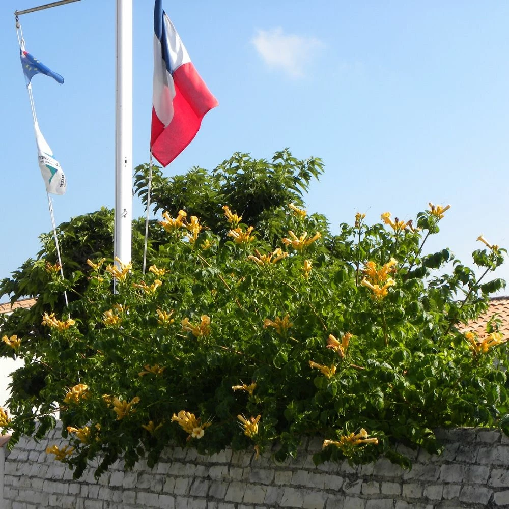 Bignone Jaune Ou Campsis Radicans 'Yellow Trumpet' 4 Bignone Jaune Ou Campsis Radicans 'Yellow Trumpet' - Image 2
