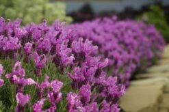 Lavande Papillon THE PRINCESS ® Lavender 10 Lavande Papillon THE PRINCESS ® Lavender -Garden Supplies Sales Shop 8520