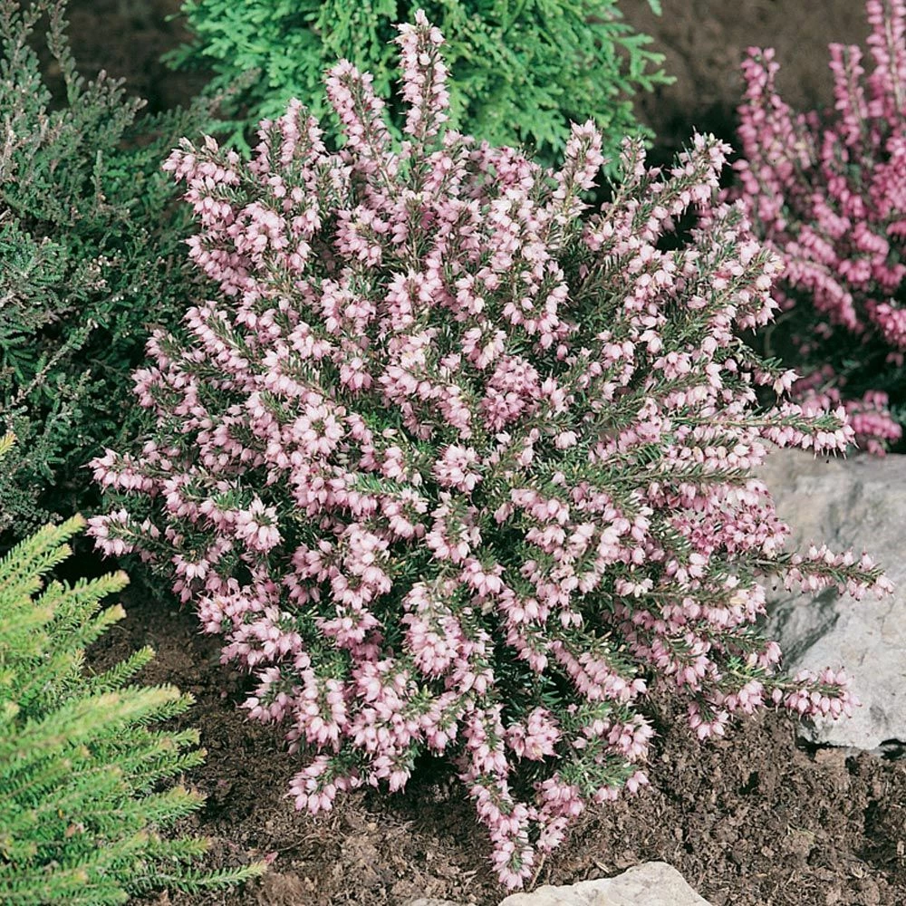 Bruyère D'hiver Ou Erica X Darleyensis 'Darley Dale' 4 Bruyère D'hiver Ou Erica X Darleyensis 'Darley Dale' - Image 2