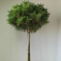 Pinus Nigra BREPO ® Pierrick Bregeon ¼ Tige