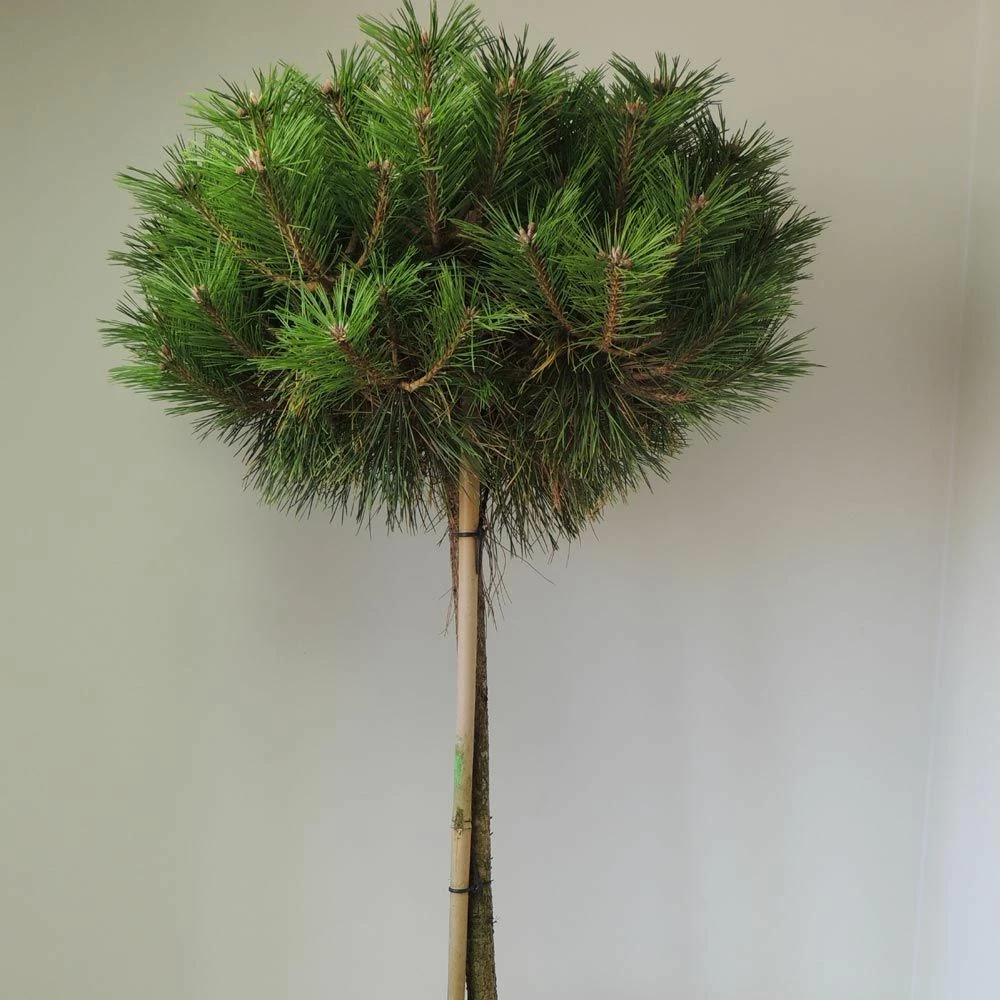 Pinus Nigra BREPO ® Pierrick Bregeon ¼ Tige 3 Pinus Nigra BREPO ® Pierrick Bregeon ¼ Tige