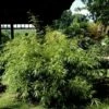 Bambou Fargesia Rufa Non Traçant -Garden Supplies Sales Shop 8524 bambou fargesia rufa non tra ant t1000 1