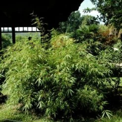 Bambou Fargesia Rufa Non Traçant -Garden Supplies Sales Shop 8524 bambou fargesia rufa non tra ant t1000 2