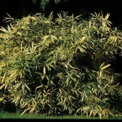 Bambou Hibanobambusa Tranquillans Shriroshima