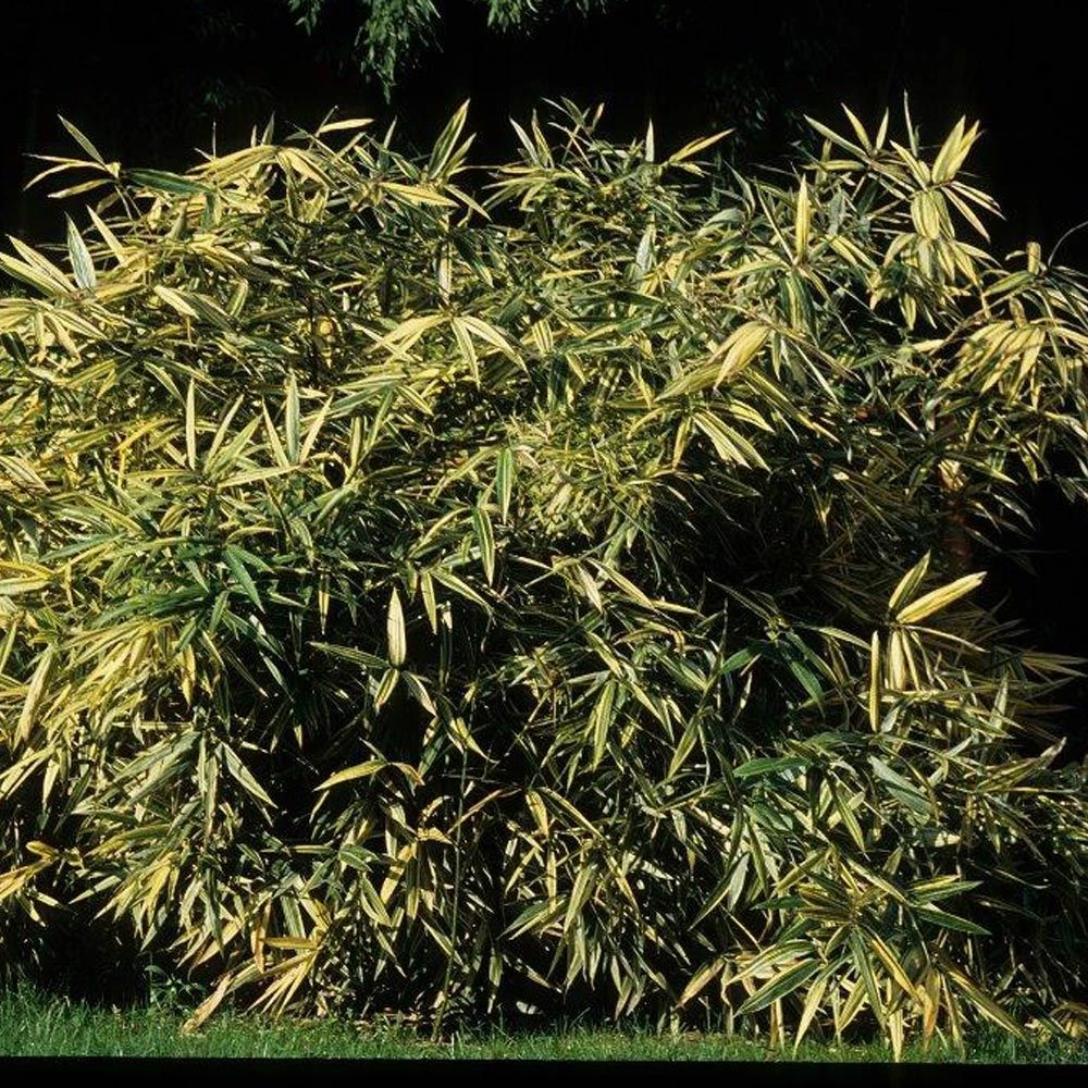 Bambou Hibanobambusa Tranquillans Shriroshima 3 Bambou Hibanobambusa Tranquillans Shriroshima