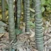 Bambou Phyllostachys Aurea -Garden Supplies Sales Shop 8528 8529 8553 bambou phyllostachys aurea t1000