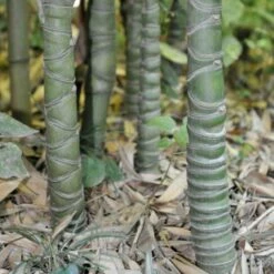 Bambou Phyllostachys Aurea