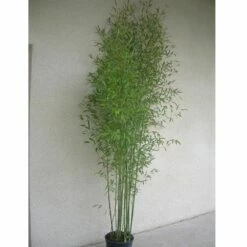 Bambou Phyllostachys Aurea -Garden Supplies Sales Shop 8528 8529 8553bambou phyllostachys aurea b t1000