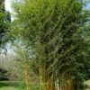 Bambou Phyllostachys Aureosulcata Aureocaulis -Garden Supplies Sales Shop 8530 8531 8561 bambou phyllostachys aureosulcata aureocaulis t1000