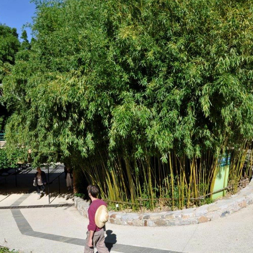 Bambou Phyllostachys Humilis 3 Bambou Phyllostachys Humilis