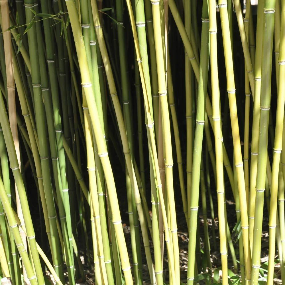 Bambou Phyllostachys Humilis 4 Bambou Phyllostachys Humilis - Image 2