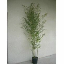 Bambou Phyllostachys Humilis 7 Bambou Phyllostachys Humilis -Garden Supplies Sales Shop 8536 8537 8569 bambou phyllostachys humilis c t1000