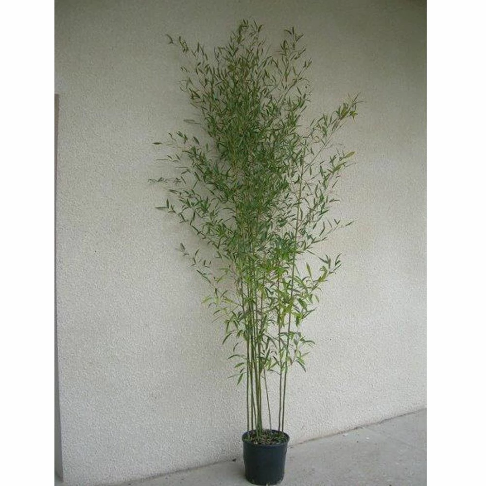 Bambou Phyllostachys Humilis 5 Bambou Phyllostachys Humilis - Image 3