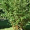 Bambou Semiarundinaria Yashadake Kimmei 1 Bambou Semiarundinaria Yashadake Kimmei -Garden Supplies Sales Shop 8544 8545 bambou semiarundinaria yashadake kimmei t1000