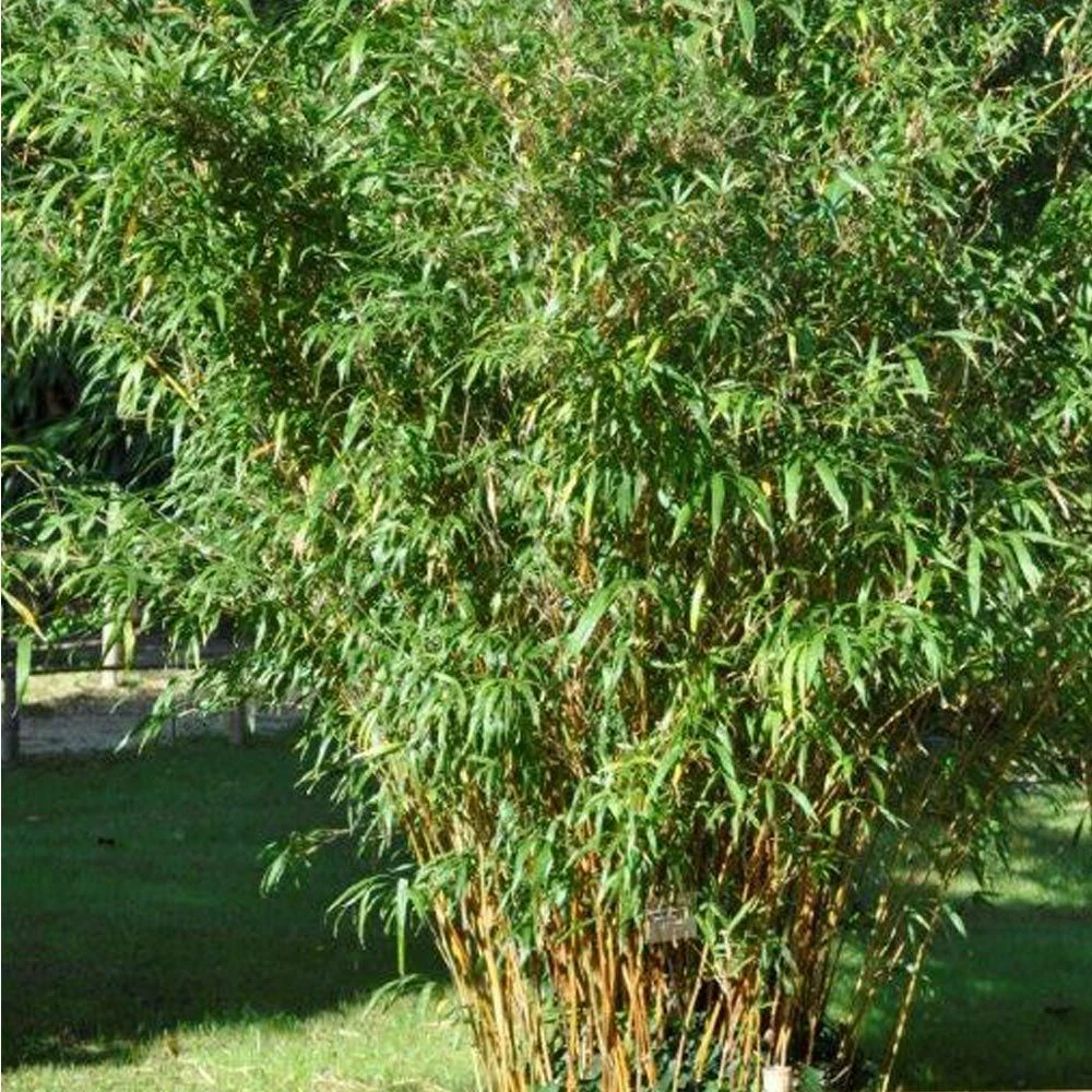 Bambou Semiarundinaria Yashadake Kimmei 3 Bambou Semiarundinaria Yashadake Kimmei