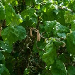 Noisetier Tortueux Ou Corylus Avellana 'Contorta'