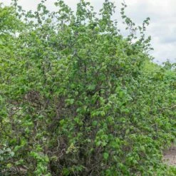 Noisetier Tortueux Ou Corylus Avellana 'Contorta' 7 Noisetier Tortueux Ou Corylus Avellana 'Contorta' -Garden Supplies Sales Shop 8546a noisetier tortueux t1000
