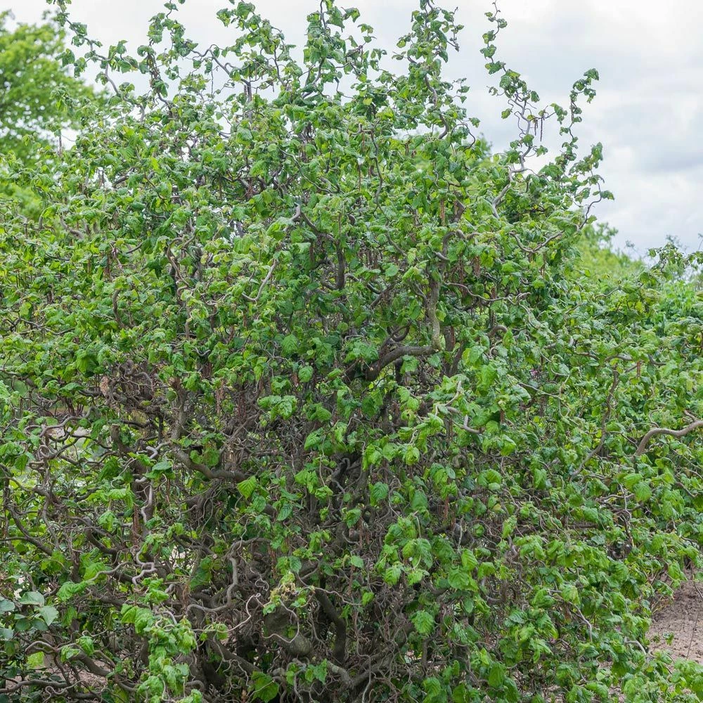 Noisetier Tortueux Ou Corylus Avellana 'Contorta' 5 Noisetier Tortueux Ou Corylus Avellana 'Contorta' - Image 3