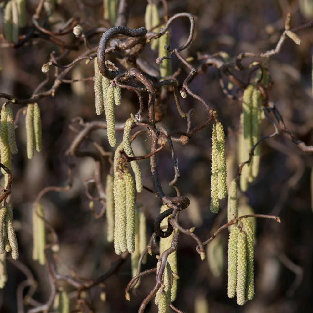 Noisetier Tortueux Ou Corylus Avellana 'Contorta' 4 Noisetier Tortueux Ou Corylus Avellana 'Contorta' - Image 2