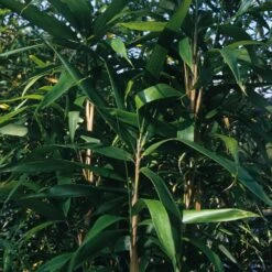 Bambou Indocalamus Latifolius 7 Bambou Indocalamus Latifolius -Garden Supplies Sales Shop 8549 bambou indocalamus latifolius c t1000