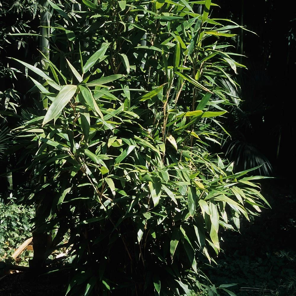 Bambou Indocalamus Latifolius 4 Bambou Indocalamus Latifolius - Image 2