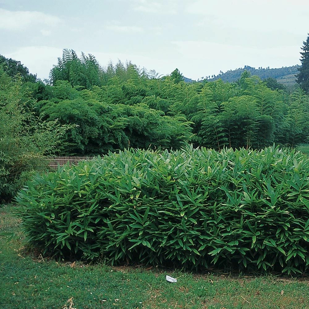 Bambou Sasa Tsuboiana 4 Bambou Sasa Tsuboiana - Image 2