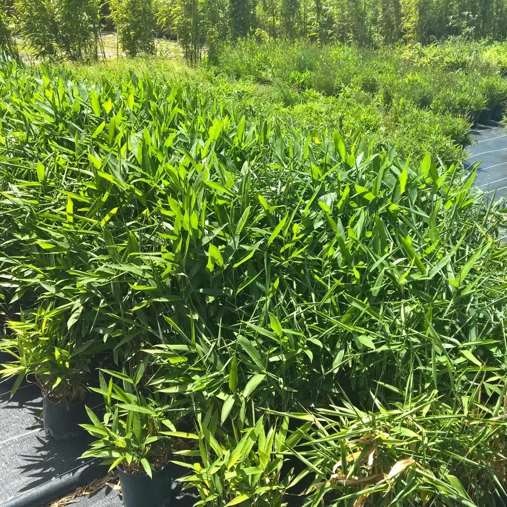 Bambou Sasa Tsuboiana 3 Bambou Sasa Tsuboiana