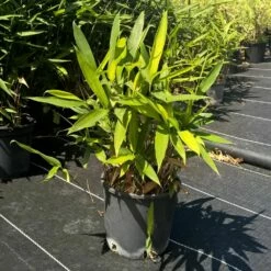 Bambou Sasa Tsuboiana 7 Bambou Sasa Tsuboiana -Garden Supplies Sales Shop 8550 bambou sasa tsuboiana c t1000