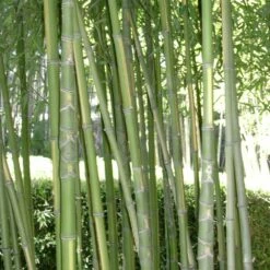 Bambou Phyllostachys Aurea Flavescens Inversa