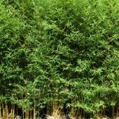 Bambou Phyllostachys Aurea Koi