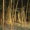 Bambou Phyllostachys Aurea Holochrysa