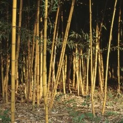 Bambou Phyllostachys Aurea Holochrysa
